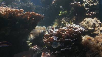 Underwater Paradise Hawaii