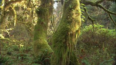 The Olympic Rainforest