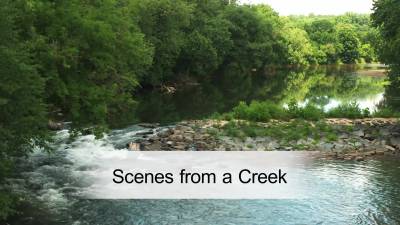 Scenes from a Creek